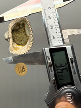 Load image into Gallery viewer, Bivalve (Pelecypoda) Fossil Sea Shell with Chalcopyrite | Mineralized Fossil Specimen | Indonesia