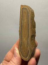 Load image into Gallery viewer, Stromatolite Fossil Slice | Ancient Microbial Reef Structure | Morocco