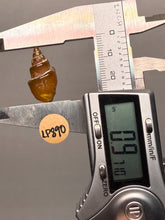 Load image into Gallery viewer, Agatized Gastropod Fossil Specimen | Morocco