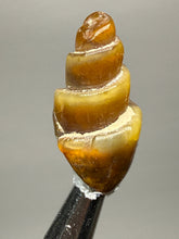 Load image into Gallery viewer, Agatized Gastropod Fossil Specimen | Morocco