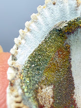 Load image into Gallery viewer, Bivalve (Pelecypoda) Fossil Sea Shell with Chalcopyrite | Mineralized Fossil Specimen | Indonesia