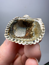 Load image into Gallery viewer, Bivalve (Pelecypoda) Fossil Sea Shell with Chalcopyrite | Mineralized Fossil Specimen | Indonesia