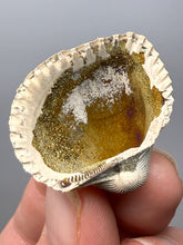 Load image into Gallery viewer, Bivalve (Pelecypoda) Fossil Sea Shell with Chalcopyrite | Mineralized Fossil Specimen | Indonesia