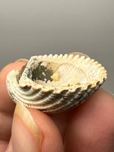 Load image into Gallery viewer, Bivalve (Pelecypoda) Fossil Sea Shell with Chalcopyrite | Mineralized Fossil Specimen | Indonesia