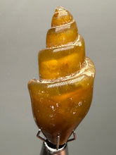 Load image into Gallery viewer, Agatized Gastropod Fossil Specimen | Morocco