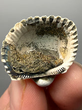 Load image into Gallery viewer, Bivalve (Pelecypoda) Fossil Sea Shell with Chalcopyrite | Mineralized Fossil Specimen | Indonesia