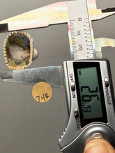 Load image into Gallery viewer, Bivalve (Pelecypoda) Fossil Sea Shell with Chalcopyrite | Mineralized Fossil Specimen | Indonesia