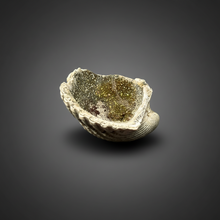 Load image into Gallery viewer, Bivalve (Pelecypoda) Fossil Sea Shell with Chalcopyrite | Mineralized Fossil Specimen | Indonesia