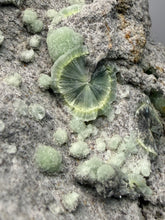 Load image into Gallery viewer, High-Grade Green Wavellite Collectors Specimen - Radiating Botryoidal Crystal Formation - Arkansas, USA
