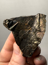 Load image into Gallery viewer, Botryoidal Stalactite Goethite (Iron Oxyhydroxide) Display Specimen | Turkey