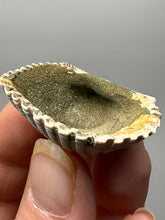 Load image into Gallery viewer, Bivalve (Pelecypoda) Fossil Sea Shell with Chalcopyrite | Mineralized Fossil Specimen | Indonesia