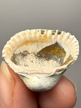 Load image into Gallery viewer, Bivalve (Pelecypoda) Fossil Sea Shell with Chalcopyrite | Mineralized Fossil Specimen | Indonesia