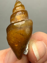 Load image into Gallery viewer, Agatized Gastropod Fossil Specimen | Morocco