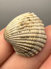 Load image into Gallery viewer, Bivalve (Pelecypoda) Fossil Sea Shell with Chalcopyrite | Mineralized Fossil Specimen | Indonesia