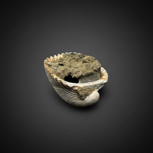Load image into Gallery viewer, Bivalve (Pelecypoda) Fossil Sea Shell with Chalcopyrite | Mineralized Fossil Specimen | Indonesia