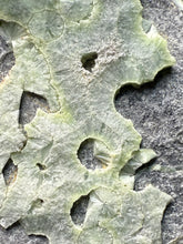 Load image into Gallery viewer, High-Grade Green Wavellite Collectors Specimen - Radiating Botryoidal Crystal Formation - Arkansas, USA