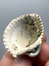 Load image into Gallery viewer, Bivalve (Pelecypoda) Fossil Sea Shell with Chalcopyrite | Mineralized Fossil Specimen | Indonesia