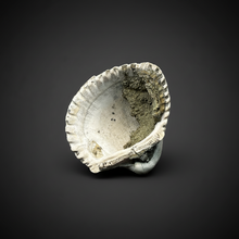Load image into Gallery viewer, Bivalve (Pelecypoda) Fossil Sea Shell with Chalcopyrite | Mineralized Fossil Specimen | Indonesia