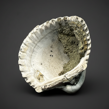 Load image into Gallery viewer, Bivalve (Pelecypoda) Fossil Sea Shell with Chalcopyrite | Mineralized Fossil Specimen | Indonesia
