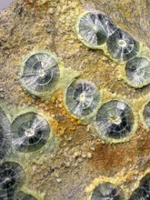 Load image into Gallery viewer, High-Grade Green Wavellite Collectors Specimen - Radiating Botryoidal Crystal Formation - Arkansas, USA
