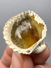 Load image into Gallery viewer, Bivalve (Pelecypoda) Fossil Sea Shell with Chalcopyrite | Mineralized Fossil Specimen | Indonesia