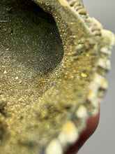 Load image into Gallery viewer, Bivalve (Pelecypoda) Fossil Sea Shell with Chalcopyrite | Mineralized Fossil Specimen | Indonesia