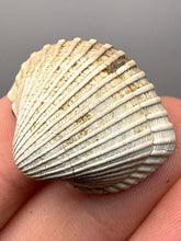 Load image into Gallery viewer, Bivalve (Pelecypoda) Fossil Sea Shell with Chalcopyrite | Mineralized Fossil Specimen | Indonesia