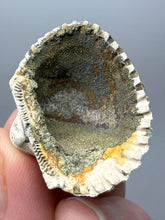 Load image into Gallery viewer, Bivalve (Pelecypoda) Fossil Sea Shell with Chalcopyrite | Mineralized Fossil Specimen | Indonesia