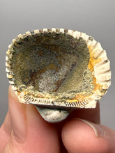 Load image into Gallery viewer, Bivalve (Pelecypoda) Fossil Sea Shell with Chalcopyrite | Mineralized Fossil Specimen | Indonesia