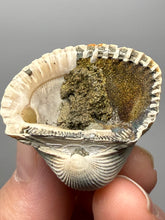 Load image into Gallery viewer, Bivalve (Pelecypoda) Fossil Sea Shell with Chalcopyrite | Mineralized Fossil Specimen | Indonesia