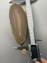 Load image into Gallery viewer, Stromatolite Fossil Slice | Ancient Microbial Reef Structure | Morocco