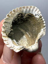 Load image into Gallery viewer, Bivalve (Pelecypoda) Fossil Sea Shell with Chalcopyrite | Mineralized Fossil Specimen | Indonesia