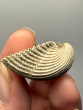 Load image into Gallery viewer, Bivalve (Pelecypoda) Fossil Sea Shell with Chalcopyrite | Mineralized Fossil Specimen | Indonesia