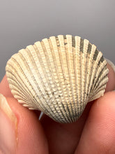 Load image into Gallery viewer, Bivalve (Pelecypoda) Fossil Sea Shell with Chalcopyrite | Mineralized Fossil Specimen | Indonesia