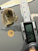 Load image into Gallery viewer, Bivalve (Pelecypoda) Fossil Sea Shell with Chalcopyrite | Mineralized Fossil Specimen | Indonesia
