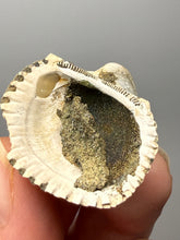 Load image into Gallery viewer, Bivalve (Pelecypoda) Fossil Sea Shell with Chalcopyrite | Mineralized Fossil Specimen | Indonesia