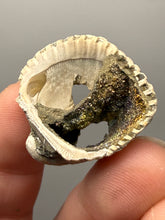 Load image into Gallery viewer, Bivalve (Pelecypoda) Fossil Sea Shell with Chalcopyrite | Mineralized Fossil Specimen | Indonesia
