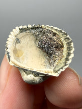 Load image into Gallery viewer, Bivalve (Pelecypoda) Fossil Sea Shell with Chalcopyrite | Mineralized Fossil Specimen | Indonesia