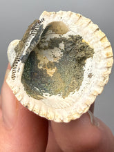 Load image into Gallery viewer, Bivalve (Pelecypoda) Fossil Sea Shell with Chalcopyrite | Mineralized Fossil Specimen | Indonesia