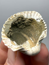 Load image into Gallery viewer, Bivalve (Pelecypoda) Fossil Sea Shell with Chalcopyrite | Mineralized Fossil Specimen | Indonesia