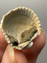 Load image into Gallery viewer, Bivalve (Pelecypoda) Fossil Sea Shell with Chalcopyrite | Mineralized Fossil Specimen | Indonesia