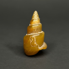 Load image into Gallery viewer, Agatized Gastropod Fossil Specimen | Morocco