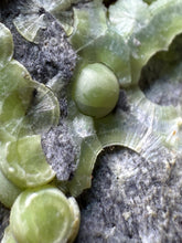 Load image into Gallery viewer, High-Grade Green Wavellite Collectors Specimen - Radiating Botryoidal Crystal Formation - Arkansas, USA