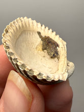 Load image into Gallery viewer, Bivalve (Pelecypoda) Fossil Sea Shell with Chalcopyrite | Mineralized Fossil Specimen | Indonesia