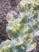 Load image into Gallery viewer, High-Grade Green Wavellite Collectors Specimen - Radiating Botryoidal Crystal Formation - Arkansas, USA
