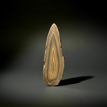 Load image into Gallery viewer, Stromatolite Fossil Slice | Ancient Microbial Reef Structure | Morocco