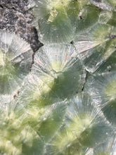 Load image into Gallery viewer, High-Grade Green Wavellite Collectors Specimen - Radiating Botryoidal Crystal Formation - Arkansas, USA