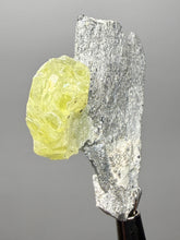 Load image into Gallery viewer, Vibrant Yellow Brucite Thumbnail Mineral Specimen | Collector Crystal from Killa Saifullah District in Balochistan Province, Pakistan