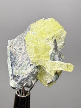Load image into Gallery viewer, Vibrant Yellow Brucite Thumbnail Mineral Specimen | Collector Crystal from Killa Saifullah District in Balochistan Province, Pakistan