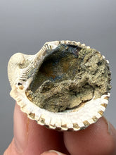 Load image into Gallery viewer, Bivalve (Pelecypoda) Fossil Sea Shell with Chalcopyrite | Mineralized Fossil Specimen | Indonesia